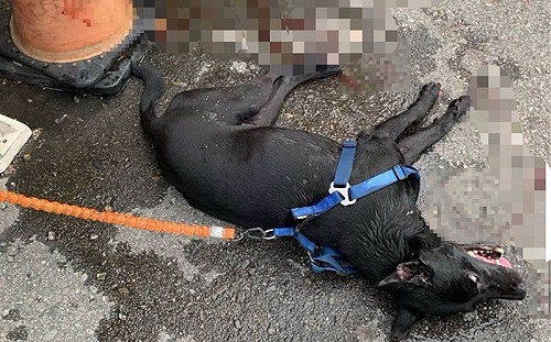 新竹黑狗遭機車拖行力竭頻死！飼主嗆：管牠會不會受傷 惹怒全網