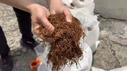 保三總隊破獲仿私菸原料可製逾13萬包　主嫌設4處所分散風險