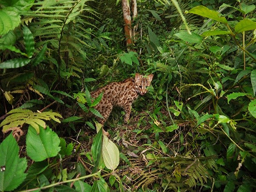 八卦山石虎首度現蹤！  證實彰化確有石虎族群
