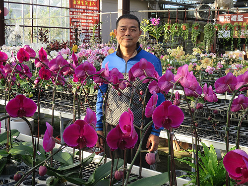 汽車銷售員改行種花  台中花農培育近10萬株蝴蝶蘭
