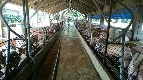 台糖豬畜牧場臭氣沖天 嘉縣府查獲違規開罰