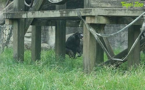 全員逃跑中！驚傳黑猩猩結伴翻牆脫逃 台北動物園證實