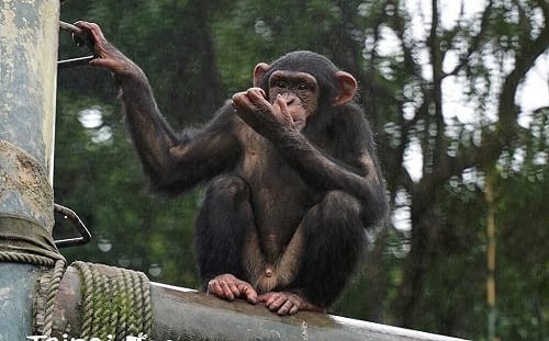 (影)台北動物園黑猩猩脫逃「柱上大吼」長頸鹿嚇壞奔逃 圍捕後帶回