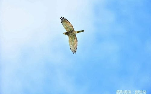 十萬灰面鵟鷹來了！ 國慶鳥大軍過境恆春 仰望老鷹飛翔超療癒
