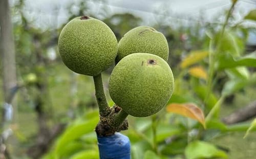 國產黃金梨穗嫁接  農改場找到最佳採穗期不輸進口