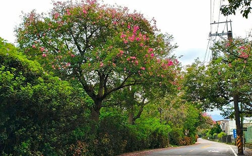 美人樹花開7成！散步淡水「粉紅大道」 感受秋季浪漫