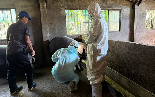新北養豬場出事了！查獲4桶違規廚餘　49頭豬遭管制