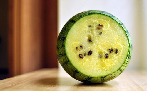 種瓜有學問！屏東12/19揭曉冠軍西瓜得主