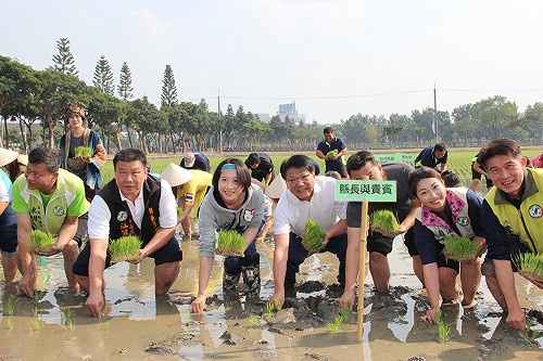 熱博彩稻插秧  卡哇伊Hello Kitty圖騰耀登稻田