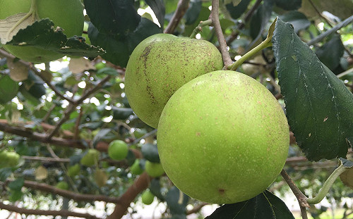 週末氣溫直直落！農改場：農田防寒要做好