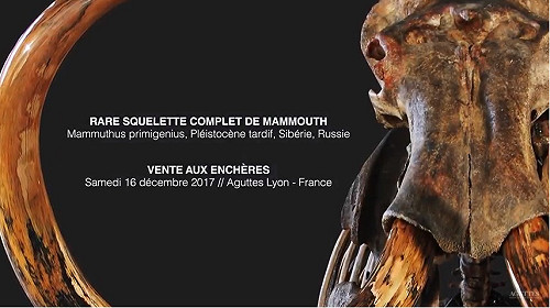 幾近完整長毛象骨架  逾50萬歐元落槌