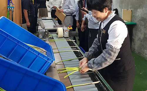 全國第一部！蘆筍選別機省時省力