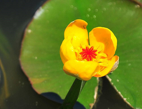 棲地縮小！台灣萍蓬草變少 林試所籲：快多種！