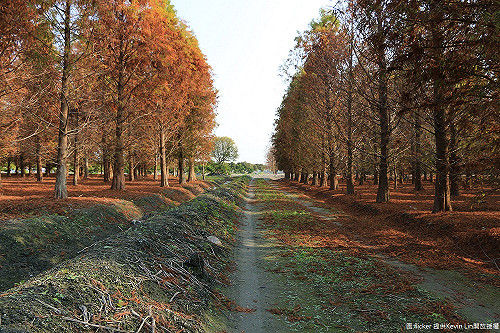 美到崩潰！全台落羽松必拍景點懶人包