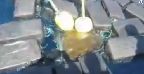 扯！緝毒任務驚見海龜身上纏15億古柯鹼  (影)