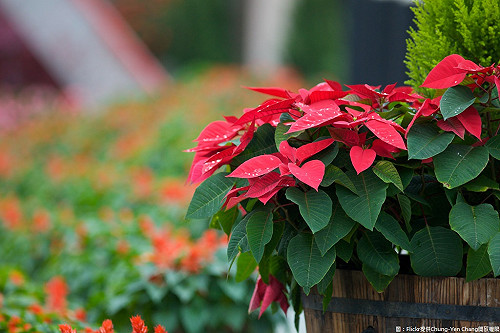 耶誕節hen冷！中部以北低溫下探13度