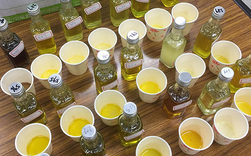 專家親授！台灣最棒苦茶油就這麼挑