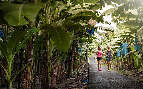 補給品攏是香蕉！全台唯一香蕉路跑今開跑