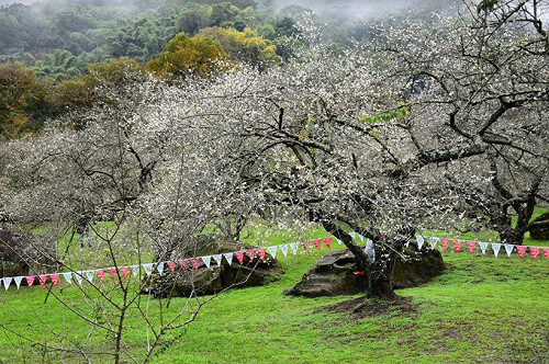 梅花季登場！南投縣信義鄉賞梅好去處