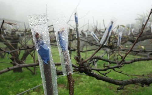 收到簡訊母湯驚！新竹縣尖石鄉週五發布低溫警報測試