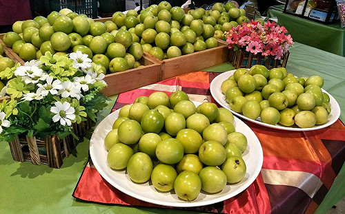 3月前都有蜜棗！來去屏東旅行吃水果