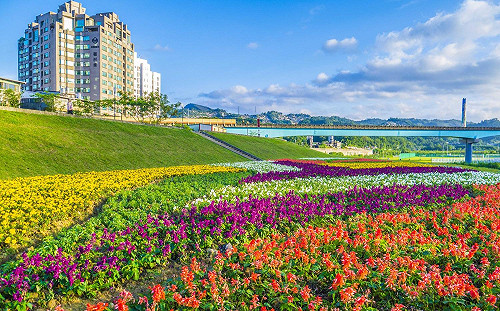 花期最後倒數！解憂絕美花海近在北市河濱公園