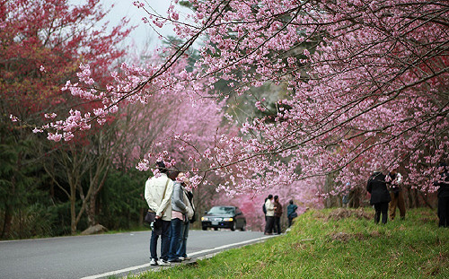 期間限定浪漫花海！武陵農場春節賞櫻最夯