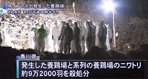 禁輸台！日香川禽流感疫情嚴重撲殺9.2萬隻雞