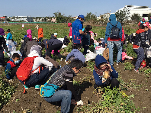 后里推馬鈴薯文化   挖好、挖滿、挖到暖！