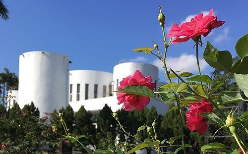 花博公園茶玫瑰美到爆！在台北也可當歐風網美