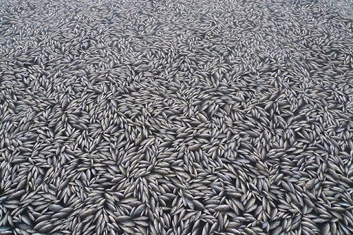 養殖寒害損失破千萬  雲嘉籲中央啟動補救機制