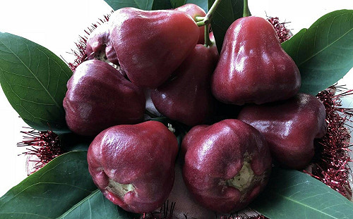 屏東冠軍蓮霧出爐！快去小旅行大吃一斤