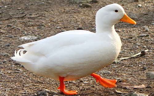 彰化縣禽流感續爆 再撲殺1362隻肉鴨