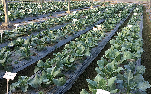 利用小孢子培養術！青花菜、花椰菜育成新種超省時