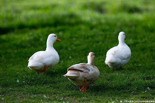 禽流感鴨也有事！明起販售鴨隻未檢驗將開罰