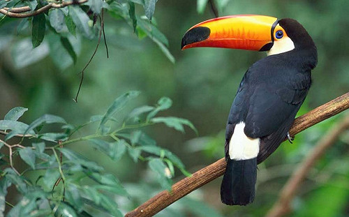 盜獵查緝不再踢鐵板！農委會：近千件獲鑑定