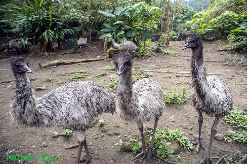 節食中請勿拍打餵食！北市澳洲特有種為傳宗接代