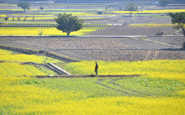 花東縱谷油菜花盛開  賞絕美花海要趁早