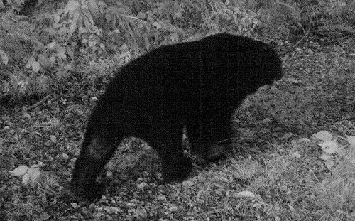 台灣黑熊幼熊南安瀑布趴趴走  步道封閉監測