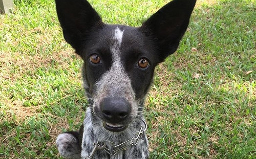 你要當我主人嗎？搜救犬平平拒升學要找家