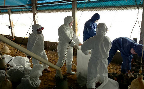 禽流感再添確診案例！16萬家禽已撲殺
