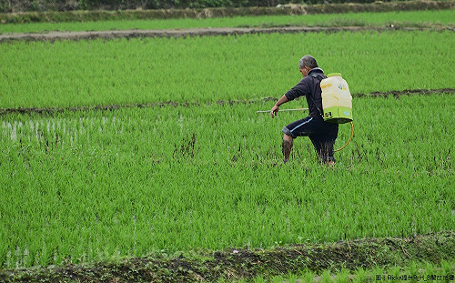 肥料運費不補助了？中市：仍維持每公斤0.5元
