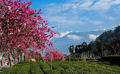信義櫻花季27日登場！4千多顆櫻花樹等你拜訪