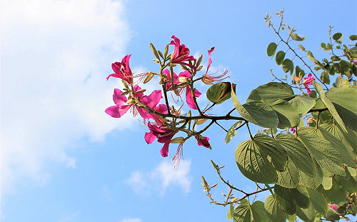 人行道成打卡取景地！北市艷紫荊翩然正美麗