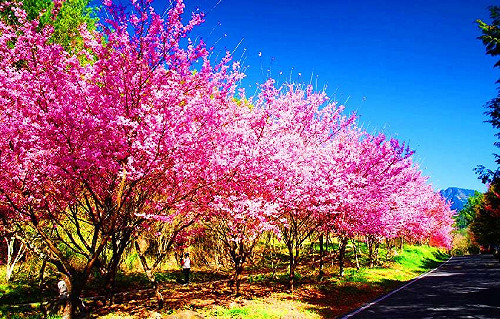 蝶戀花車禍效應 武陵賞櫻遊園時間縮減