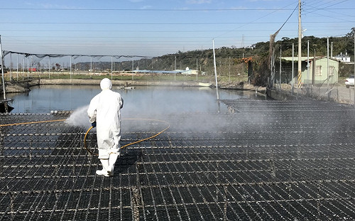 春節防疫無假期  今年已撲殺25萬隻家禽