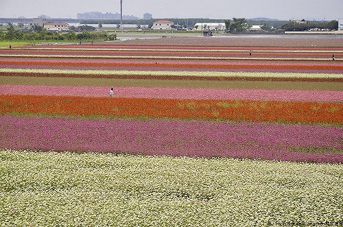 Fun春節》神級美景！全台走春絕美花海懶人包