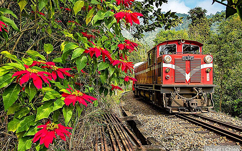 軌道要保養！阿里山森鐵今起停駛至3/11