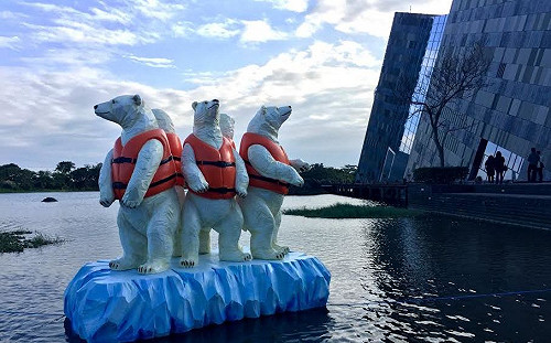 首批「北極熊難民」現身宜蘭　反思氣候變遷