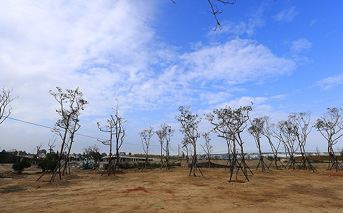 打造綠化智慧城  台中政府企業攜手植百樹